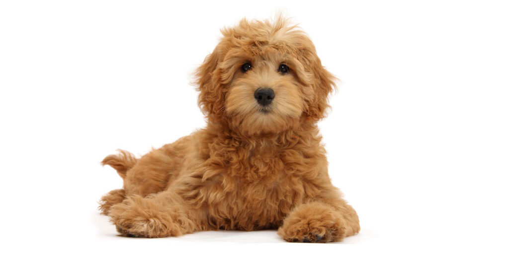 Medium Size Goldendoodle